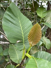 Dillenia suffruticosa