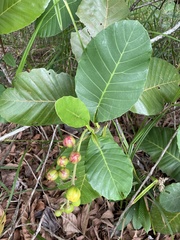 Dillenia suffruticosa