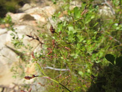 Restio gaudichaudianus