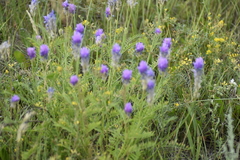 Astragalus onobrychis