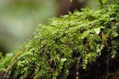 Hymenophyllum cupressiforme