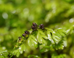 Hymenophyllum cupressiforme