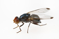 Seioptera vibrans