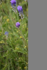 Astragalus onobrychis