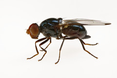 Seioptera vibrans