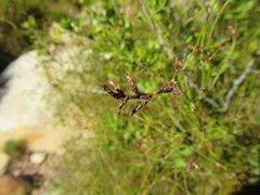 Restio gaudichaudianus