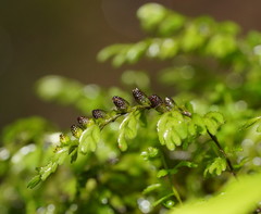 Hymenophyllum cupressiforme
