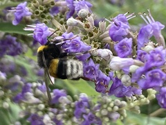 Bombus