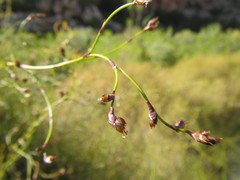 Restio gaudichaudianus