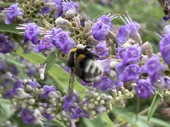 Bombus