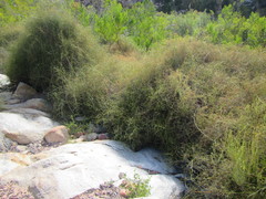 Restio gaudichaudianus