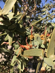 Plicosepalus undulatus