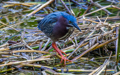Butorides virescens image