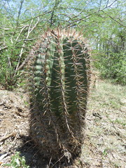 Ferocactus recurvus