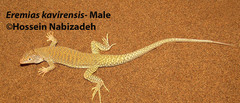 Eremias kavirensis