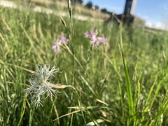 Dianthus superbus superbus