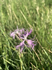 Dianthus superbus superbus