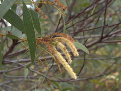 Acacia concurrens