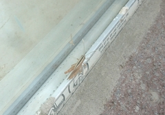 Heteracris pterosticha