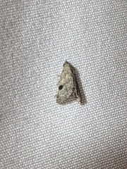 Abablemma brimleyana