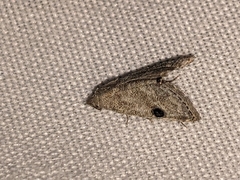 Abablemma brimleyana