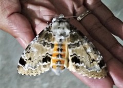 Calliteara complicata