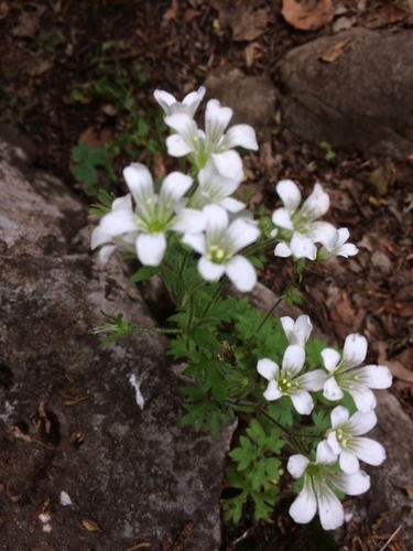 Saxifraga irrigua, photograph 6