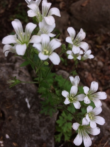 Saxifraga irrigua, photograph 5