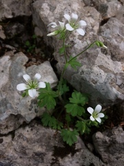 Saxifraga irrigua, photograph (c) Vadim Yangunaev, some rights reserved (CC BY)