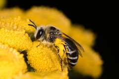 Colletes