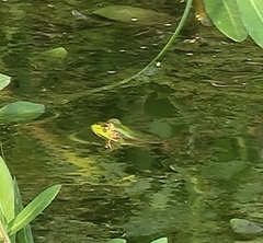 Pelophylax plancyi