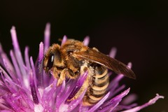 Halictus scabiosae