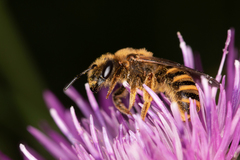 Halictus scabiosae