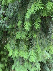 Taxus baccata