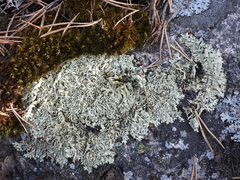 Xanthoparmelia stenophylla