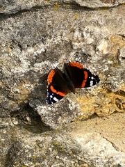 Vanessa atalanta
