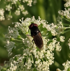 Chrysogaster solstitialis