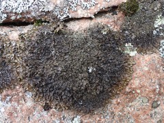 Parmelia pinnatifida