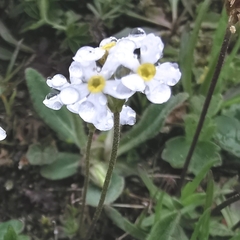 Androsace obtusifolia