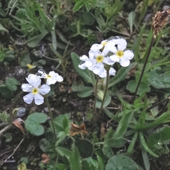 Androsace obtusifolia