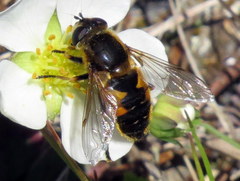 Helophilus lapponicus