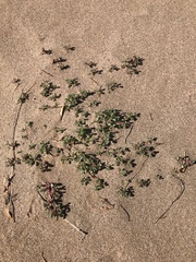 Trianthema parvifolia