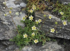 Saxifraga aspera