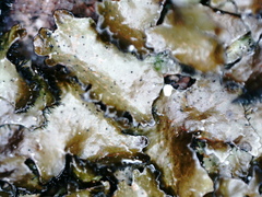 Parmelia pinnatifida