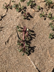 Trianthema parvifolia