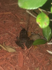 Lithobates palustris