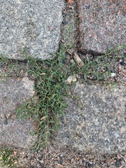 Polygonum aviculare