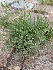 Polygonum aviculare