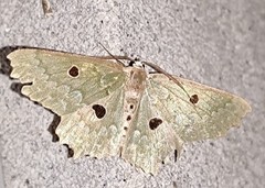 Chlorodontopera discospilata