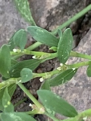 Polygonum aviculare